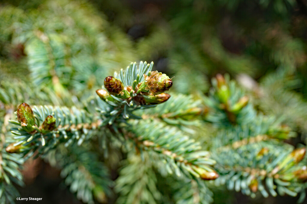Evergreen spring pine cones by larrysphotos