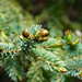Evergreen spring pine cones