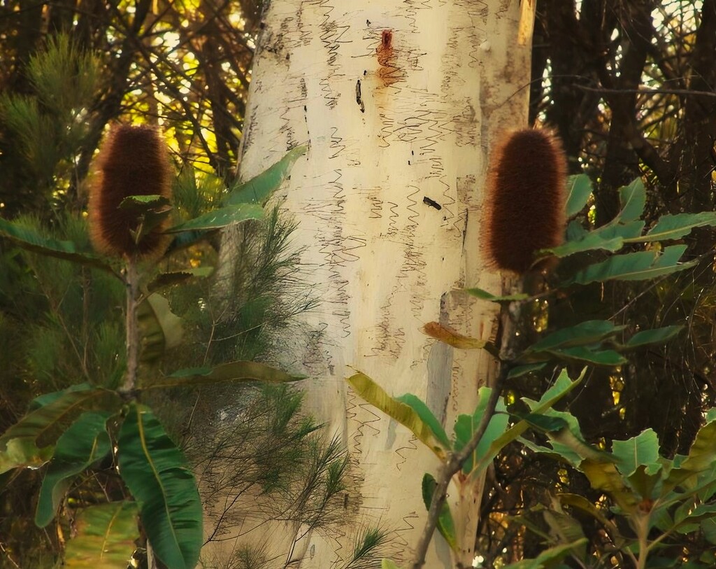  Scribbly Gum Tree & Banksia ~  by happysnaps