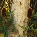  Scribbly Gum Tree & Banksia ~ 