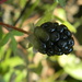 Blackberry  by sfeldphotos