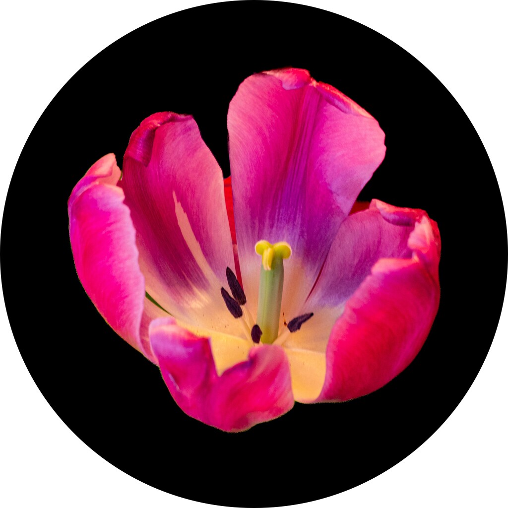Tulip circular 2 by mdaskin