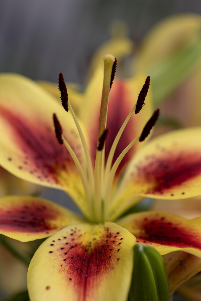 Lily Flower by pdulis