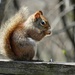 Red Squirrel by ljmanning