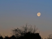 26th Apr 2024 - Moonlight Morning