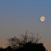 Moonlight Morning by ljmanning
