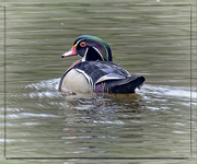 26th Apr 2024 - Woody the Wood Duck