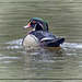 Woody the Wood Duck by bluemoon