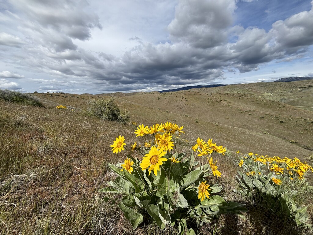 Foothills hike by pirish