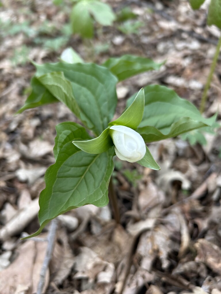 White Trillium by mltrotter