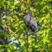 Black-fronted Nunbird by nicoleweg