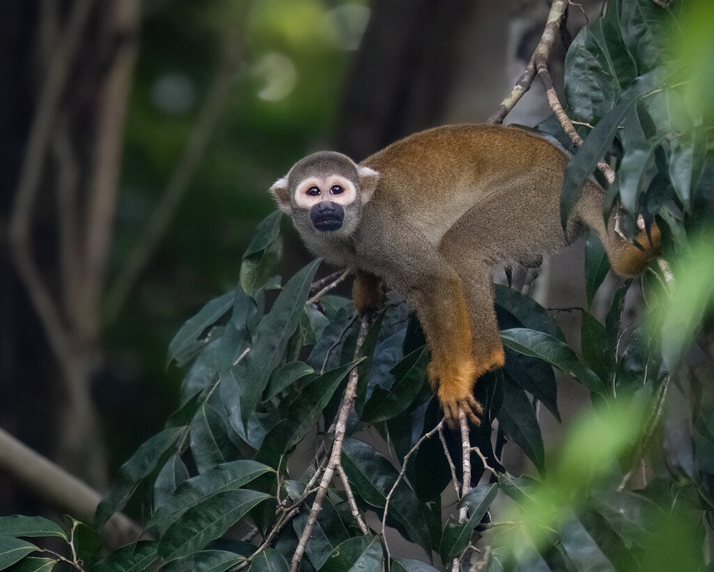 Ecuadorian Squirrel Monkey  by nicoleweg