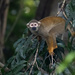 Ecuadorian Squirrel Monkey 
