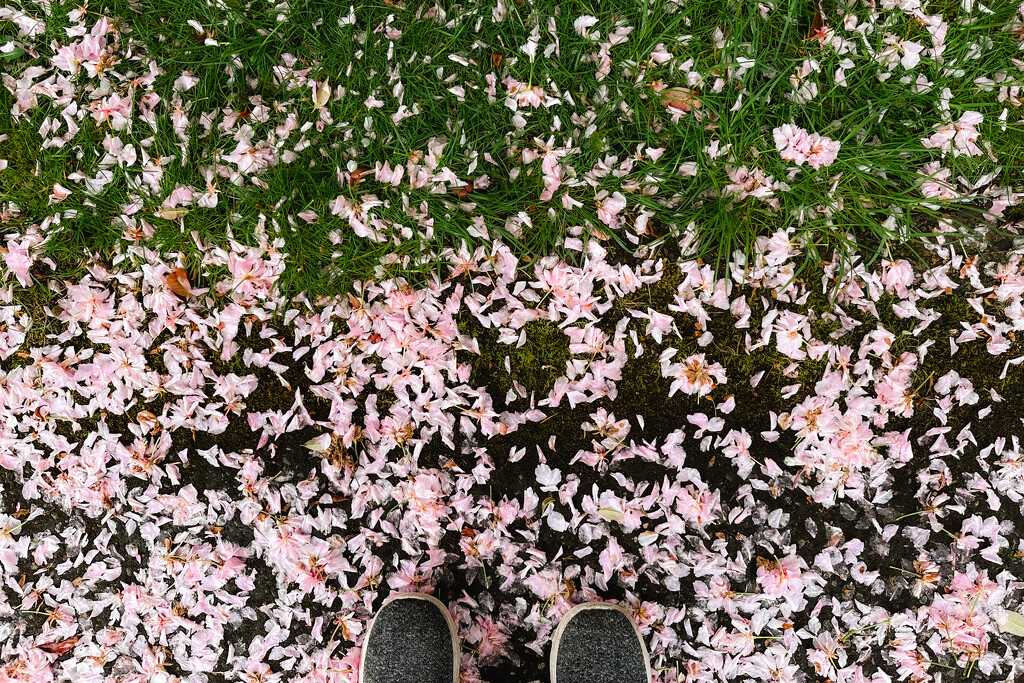 Pink Sidewalks by tina_mac
