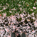 Pink Sidewalks by tina_mac
