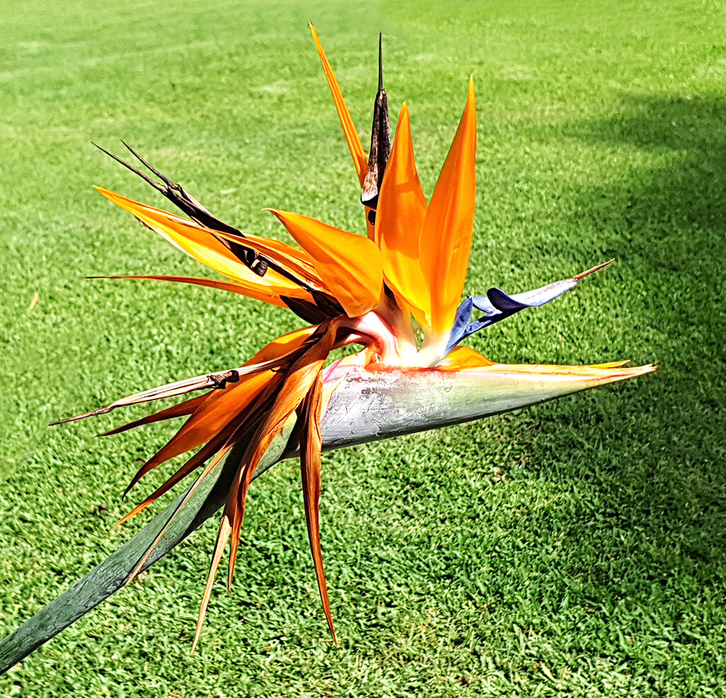 Strelitzia - Bird of Paradise by onewing