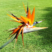 Strelitzia - Bird of Paradise by onewing