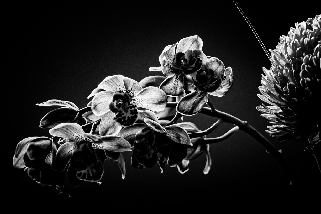 Orchids B&W by nannasgotitgoingon
