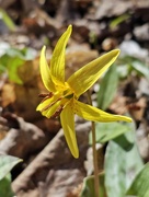 26th Apr 2024 - Yellow Trout Lily