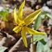 Yellow Trout Lily by edorreandresen