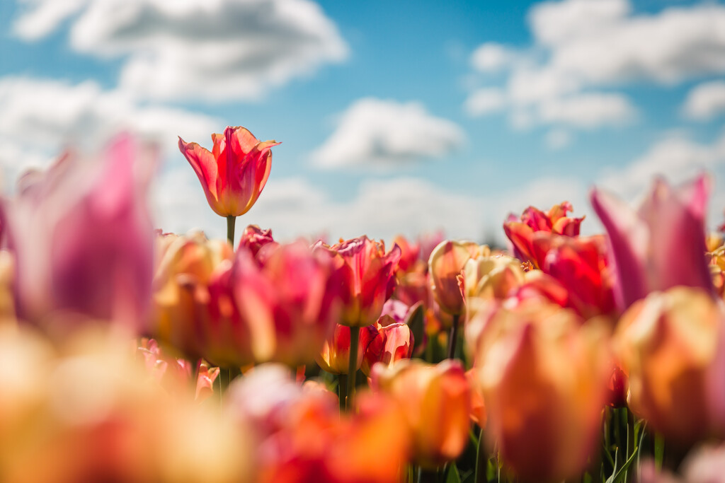 Tulip Fields by tina_mac