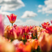 Tulip Fields by tina_mac