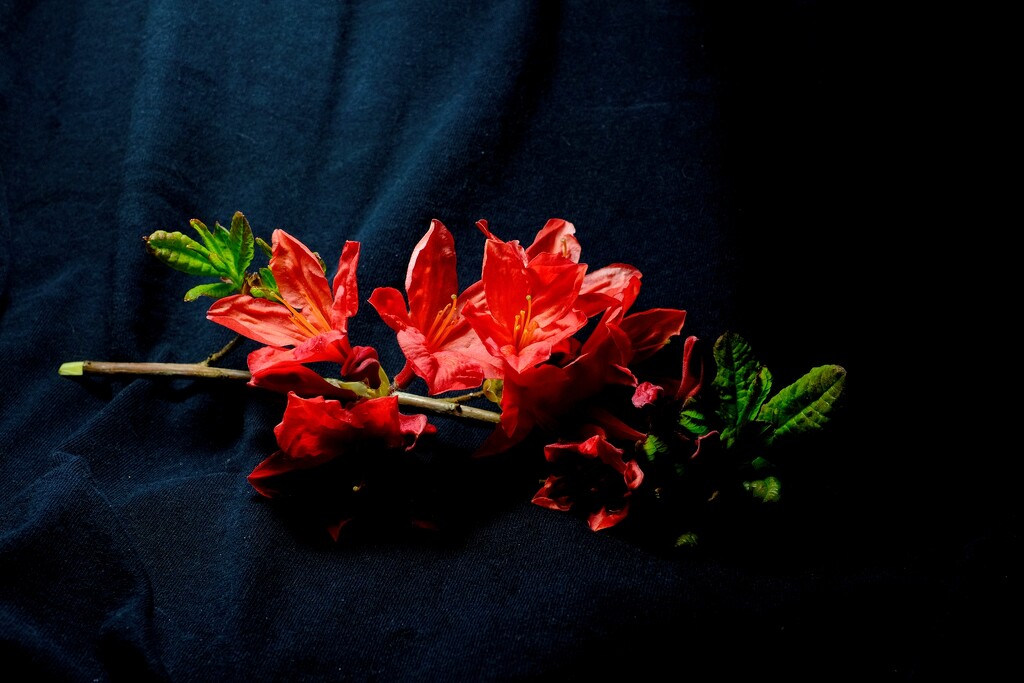 Flame Azalea by allsop