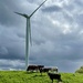 Cow in the wind by lexy_wat