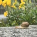 Snail by lexy_wat
