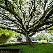 26th Apr 2024 - Honolulu Trees 3/3