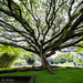 Honolulu Trees 3/3 by robgarrett