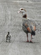 25th Apr 2024 - Egyptian Goose and Gosling