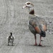 Egyptian Goose and Gosling