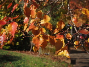 27th Apr 2024 - Autumn leaves