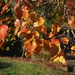 Autumn leaves by susannah365