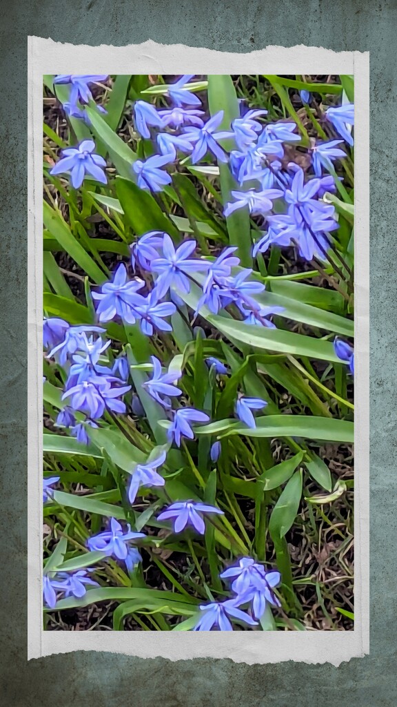 Bluebells by zilli