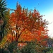The beauty of autumn  by joluisebeth