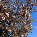 Cherry Blossoms in Full Swing by eviehill