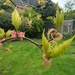 Snake Bark Maple by 365projectorgjoworboys