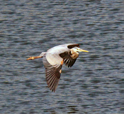 25th Apr 2024 - April 25 Heron Over Small Pond IMG_9311AAAA