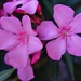 4 26 Pink Oleander by sandlily