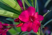 26th Apr 2024 - 4 26 Red Oleander