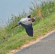 26th Apr 2024 - April 26 Heron Low Over Cart Path IMG_9322AAA