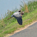 April 26 Heron Low Over Cart Path IMG_9322AAA by georgegailmcdowellcom