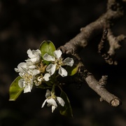 27th Apr 2024 - Pear blossom…..