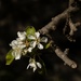 Pear blossom…..