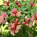 The First of the Rhododendrons