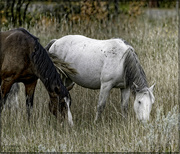 5th Apr 2024 - Wild Horses