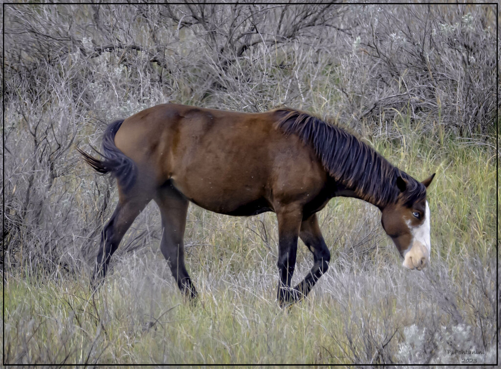 Wild Horse by bluemoon