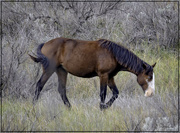 4th Apr 2024 - Wild Horse